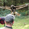 Image 4: Ultimate Birds of Prey Experience at Willows Wildlife Trail, Kent