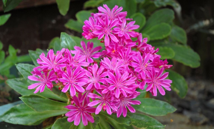 Image 9: 12 or 24 Pack Lewisia Cotyledon Elise Mixed Plugs