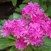 Image 9: 12 or 24 Pack Lewisia Cotyledon Elise Mixed Plugs