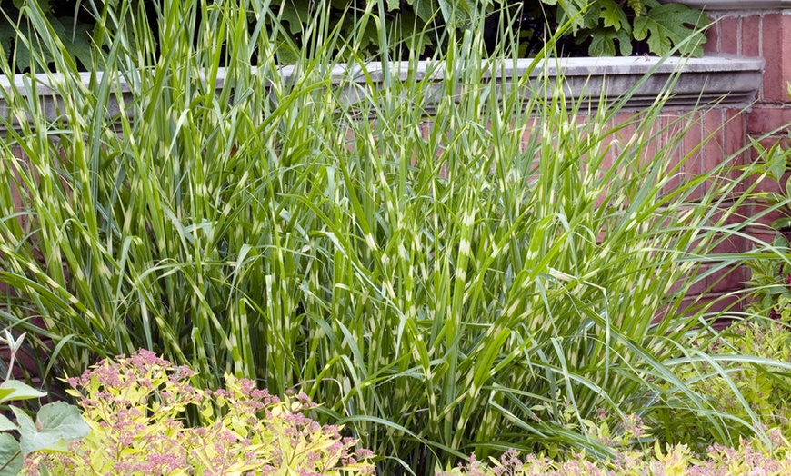 Image 1: 1 of 2 planten Miscanthus 'Zebrinus'