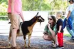 Visit Rooterville Animal Sanctuary: General Admission for One, Two, or Four People (Up to 40% Off) - Second Medium