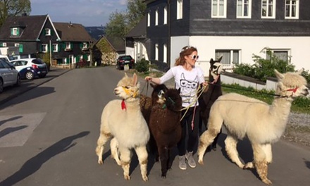 Für 2 Personen: 2 - 3 Std. Alpaka-Wanderung - Bergischland Alpakas