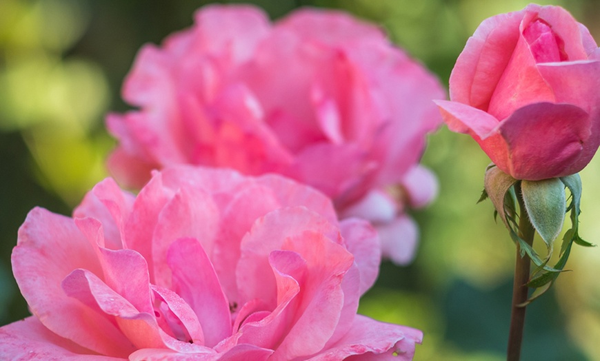 Image 2: Queen Elizabeth Rose Pink Blooms in 3-Liter Pot