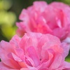 Image 2: Queen Elizabeth Rose Pink Blooms in 3-Liter Pot