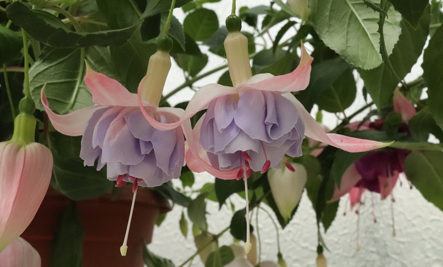 Image 5: Up to Three Fuchsia Giant Trailing Holly's Beauty Potted Plants 