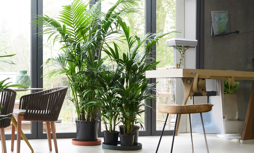 Image 1: Rootz Kentia Palm Collections