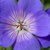 Image 1: Three Geranium 'Rozanne' Potted Plants