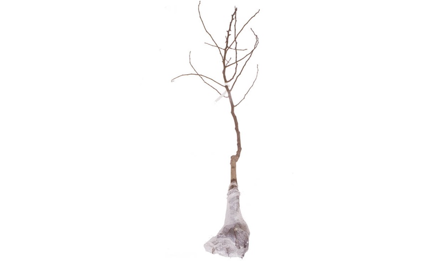 Image 2: Mini Orchard Fruit Tree Coll Bare Root 