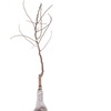 Image 2: Mini Orchard Fruit Tree Coll Bare Root 