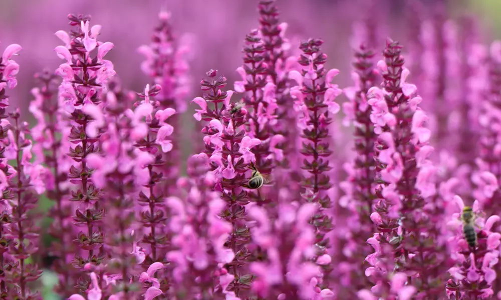 NatureNest 'Zoë'-borderpakket