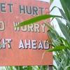 Image 5: Explore Westhaven Farm's Nighttime Corn Maze & Enjoy Cider 