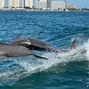 Image 1: Unforgettable Clearwater Dolphin Tour & Adventure or Sunset Cruise & Sightseeing (Up to 21% Off)