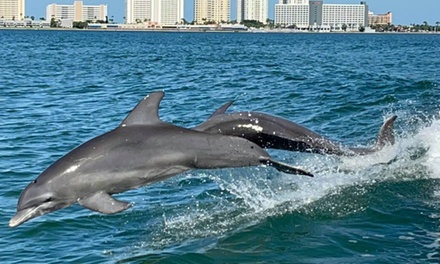 Dolphin Tour & Adventure for One - Flippers Dolphin Tour And Adventure