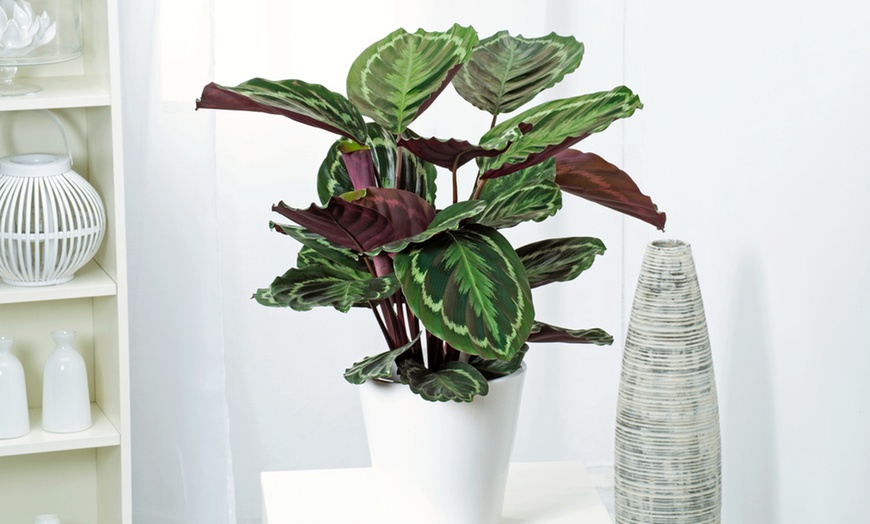 Image 4: Calathea Marion "plante vivante"