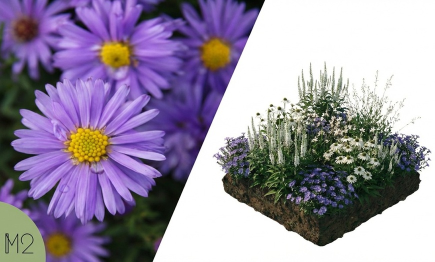 Image 3: Pack di fiori per aiuola di NatureNest