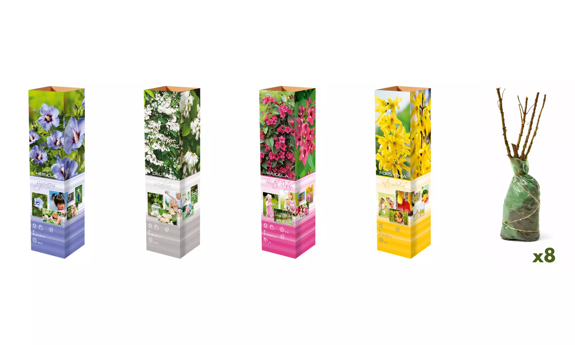 Lot de 4 ou 8 arbustes ornementaux mix XL