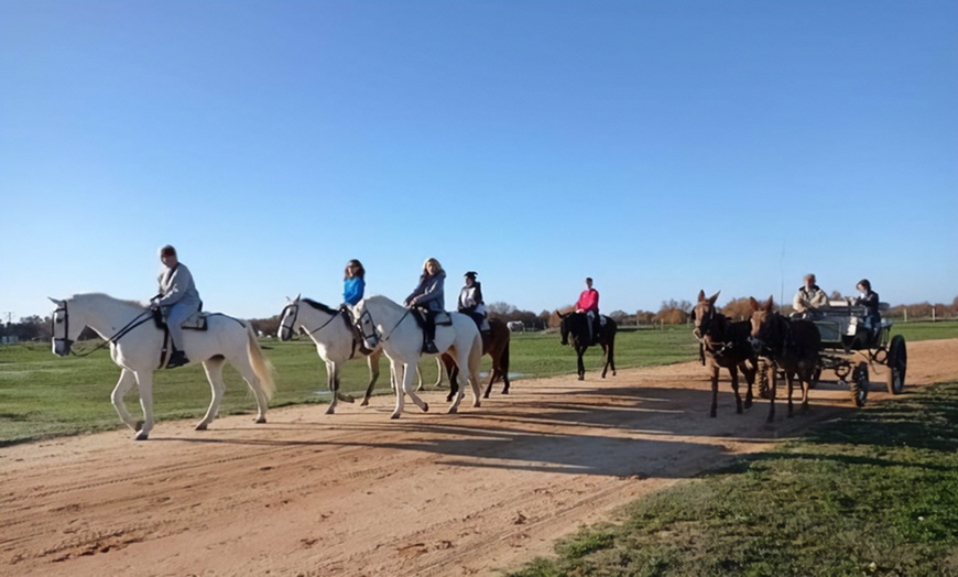 Image 5: Paseo privado en carro de caballos 2 horas para 2 o 4 personas