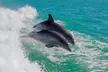 2-, 4- or 6-Hour Luxury Yacht Charter - Sunset & Dolphin or Daytime Cruise at Rock Star Yachts Charters (Up to 26% Off) - Second Medium