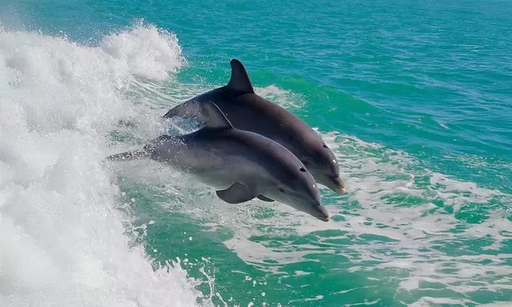 Luxury Yacht Charter - Sunset and Dolphin or Daytime Cruise 