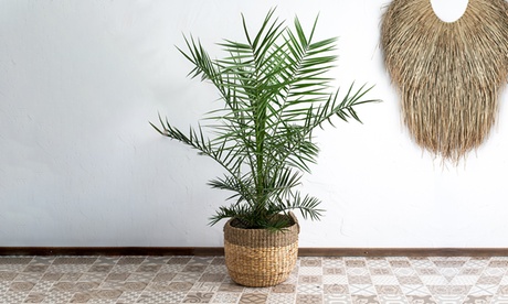 2 palme delle Canarie disponibili in 2 misure