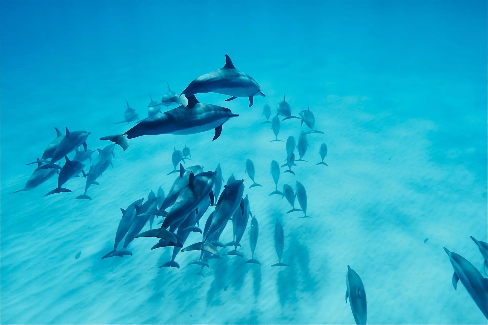 Swim with Dolphins and Snorkeling Tour for One Child or Adult from Indigo Ocean Hawaii  (Up to 7% Off) - Second Medium