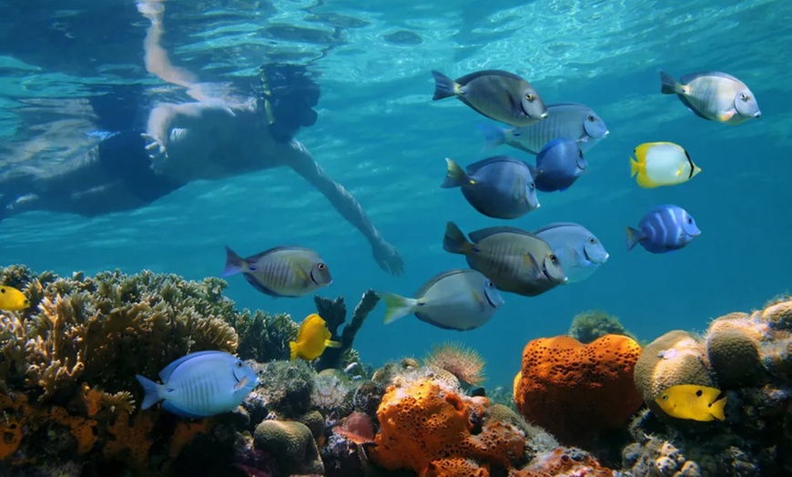 Image 6: Discover Underwater Wonders: Snorkeling Adventure or Dolphin Watch!