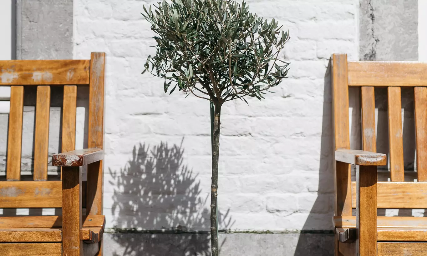 1 of 2 XXL rustieke olijfbomen