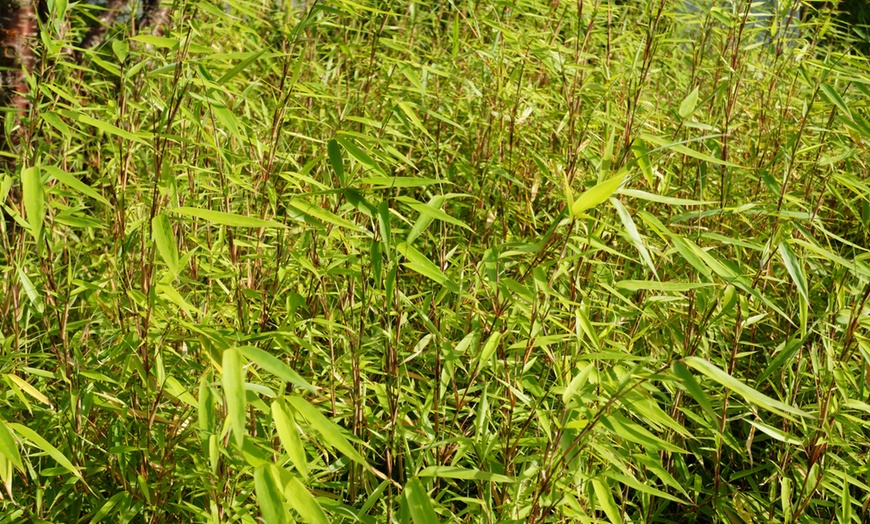Image 14: Bambou Fargesia, non invasif