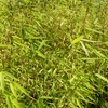Image 14: Bambou Fargesia, non invasif