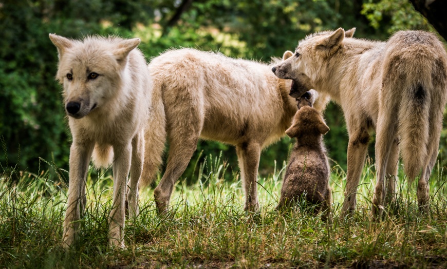 Image 8: Le "plus grand safari de France" : journée d'évasion à Planète Sauvage