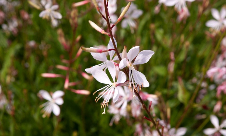 Image 3: Perennial Gaura Sparkle White- 1 or 3 Potted Plants