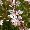 Image 3: Perennial Gaura Sparkle White- 1 or 3 Potted Plants