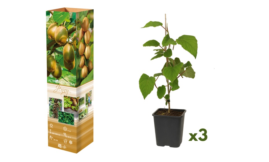 Image 3: Plants de kiwis Actinidia deliciosa "Jenny" 