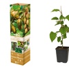 Image 3: Plants de kiwis Actinidia deliciosa "Jenny" 
