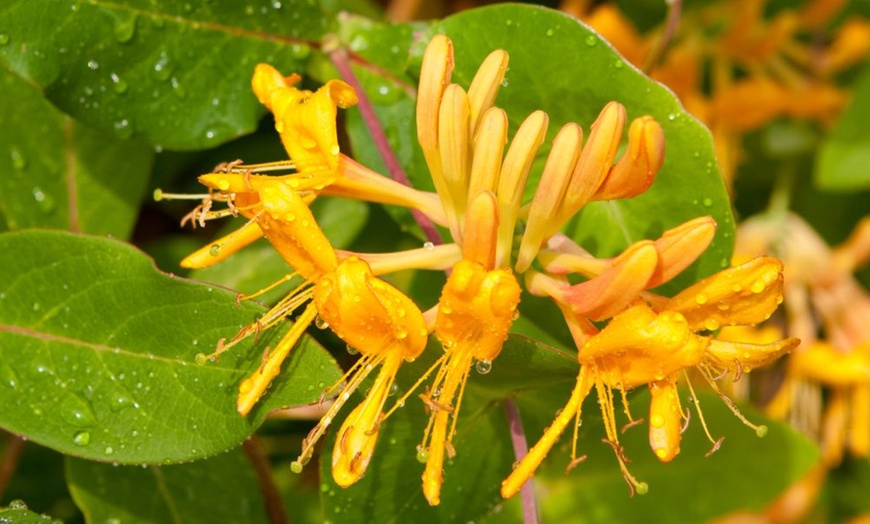 Image 15: Potted Fragrant Honeysuckle Plants – Trio of Varieties