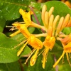 Image 15: Potted Fragrant Honeysuckle Plants – Trio of Varieties