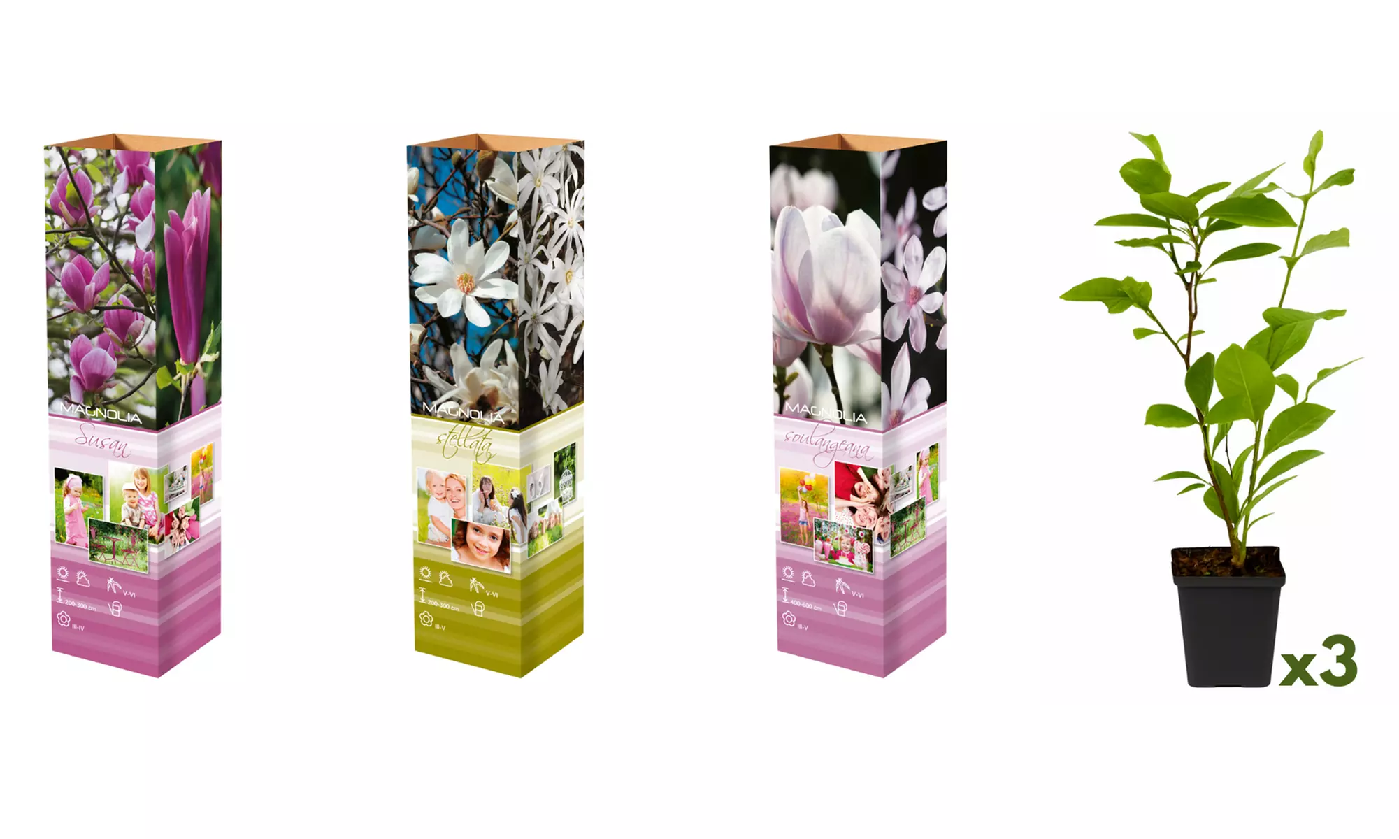 3 of 6 Magnolia planten