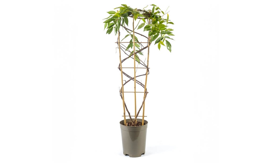 Image 3: Wisteria 'Amethyst Falls' Potted Plant 