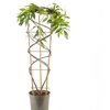 Image 3: Wisteria 'Amethyst Falls' Potted Plant 