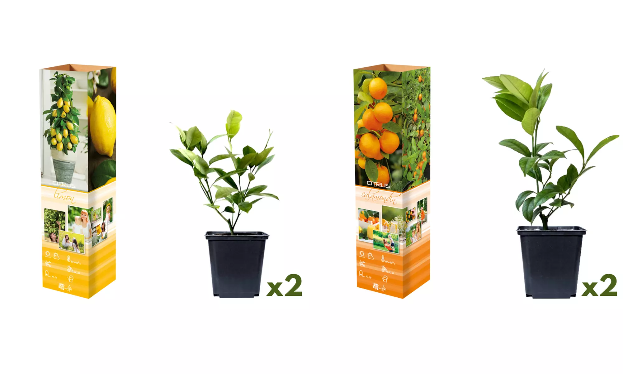Set van 4 Citrus planten