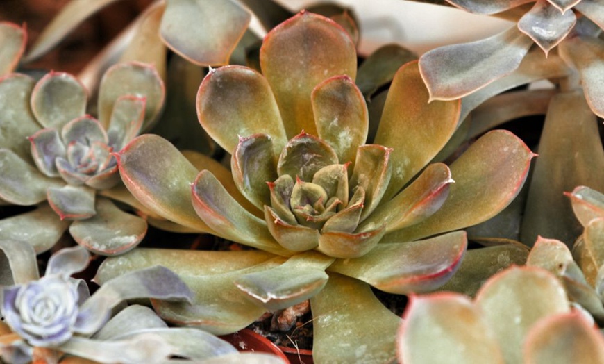 Image 4: 4 or 8 Echeveria Jumbo Plug Collections with Optional Bowl Planter