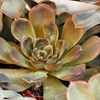 Image 4: 4 or 8 Echeveria Jumbo Plug Collections with Optional Bowl Planter
