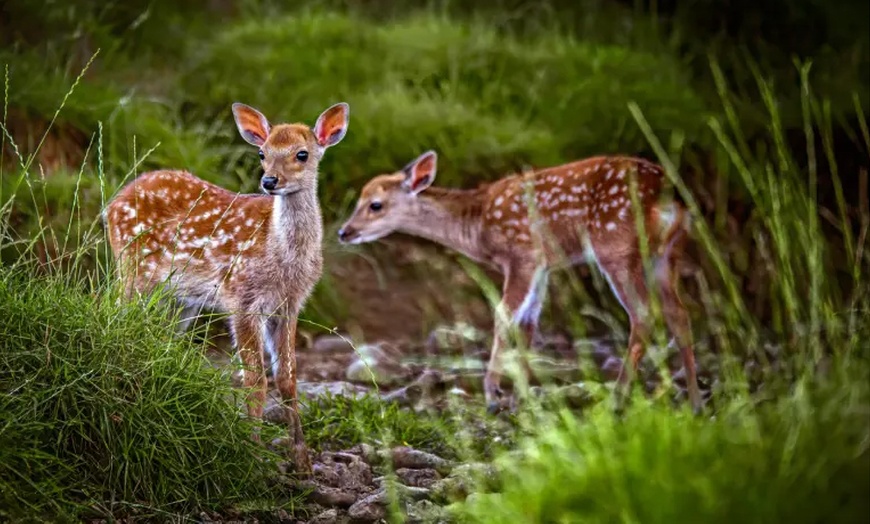 Image 4: This Halloween & Christmas Peak Time Farm and Soft Play Ticket 