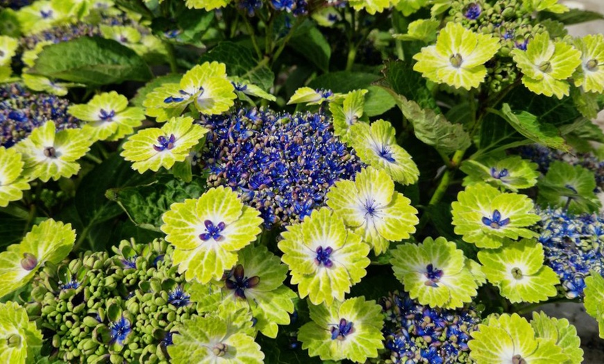 Image 4: Hydrangea Tellar Green Dream Plants