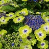 Image 4: Hydrangea Tellar Green Dream Plants