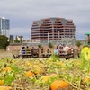 Image 1: 36% Off Pumpkin Patch Admission: Hana Field by Tanaka Farm
