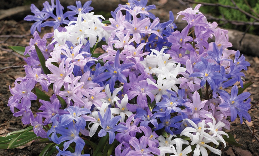 Image 2: Hardy Spring Bulb Collection