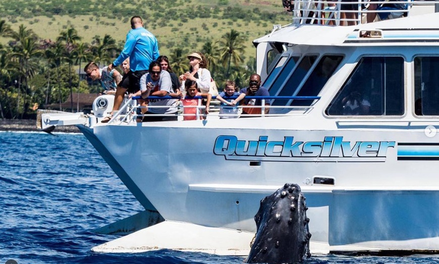 Image 2: Whale Watching at 1:00 PM – Tickets for Adults, Kids & Families