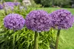 Giant Purple Ornamental Allium Flowers (3, 6, and 12 Bulbs with Planting Tool) - Second Medium