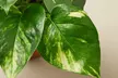 Your Healthy Home Hero: Golden Pothos – Air-Purifying & Low-Maintenance from House Plant Shop with Free Shipping Up to 15% Off - Second Medium